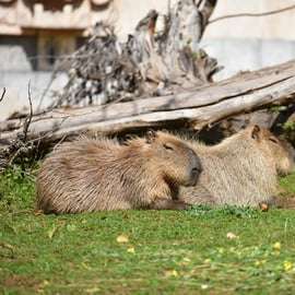 Carini : billet d'entrée au Bioparco di Sicilia