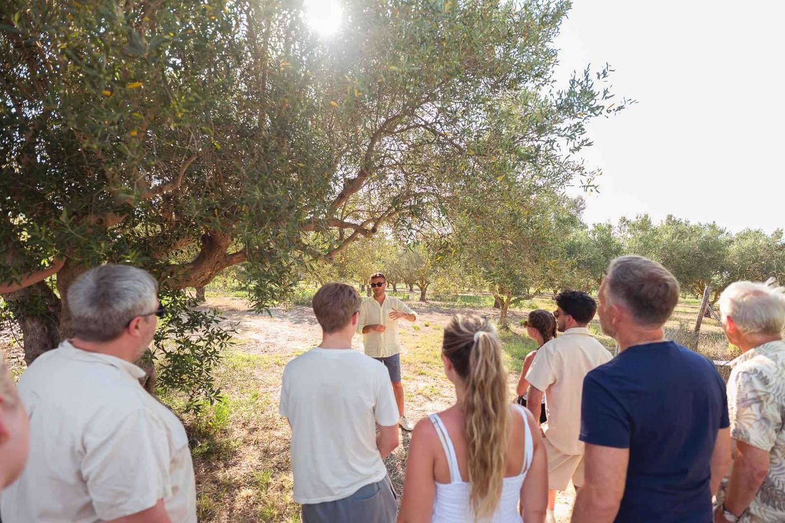 Balestrate: Tour degli oliveti con degustazione di vini e olio d'oliva