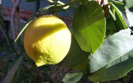 Palermo: Clase de cocina y limoncello
