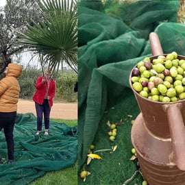 Partinico: Olive Harvest with Wine Tasting and Brunch