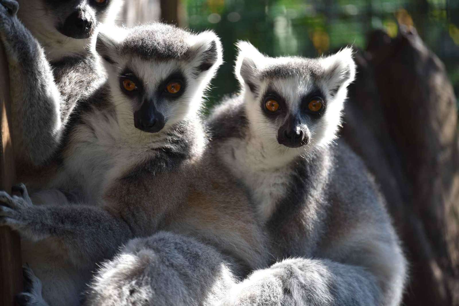 Carini : billet d'entrée au Bioparco di Sicilia