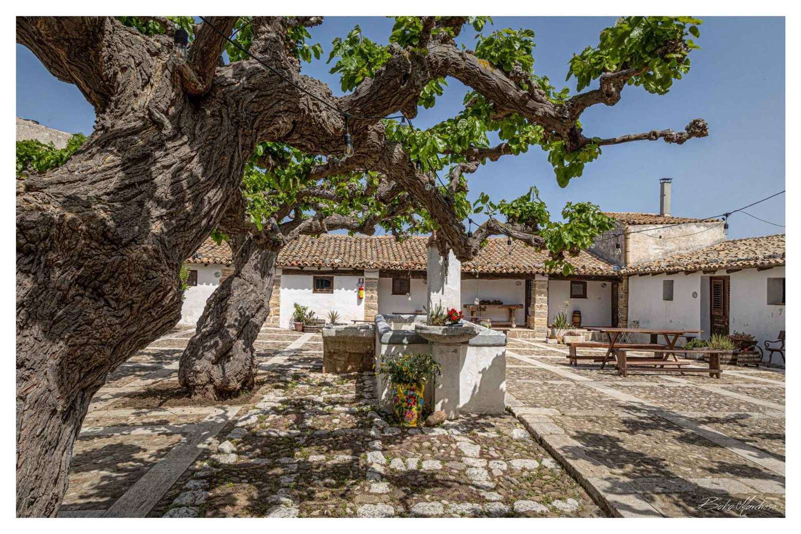 Bodega en Alcamo: visita, cata y comida de cuatro platos