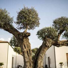 Partinico: Historic Sicilian Vineyard & Wine Tasting Tour