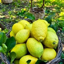 Likeurfabriek Palermo: citrusboomgaard en Jacli-proeverij