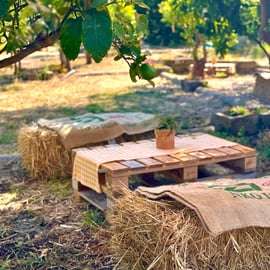 Likeurfabriek Palermo: citrusboomgaard en Jacli-proeverij