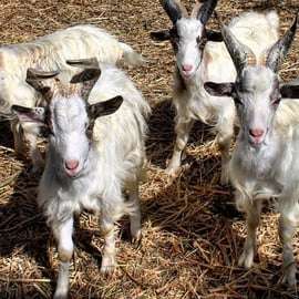 Partinico: Animali della fattoria e giardino aromatico
