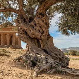 From Palermo: Valley of the Temples & Villa Romana Day Trip