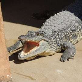 Carini : billet d'entrée au Bioparco di Sicilia