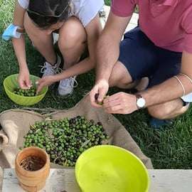 Partinico: Olive Harvest with Wine Tasting and Brunch