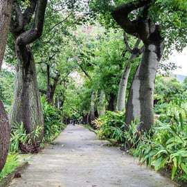 Palermo: Botanical Garden Entry Ticket and Palermo Audio App