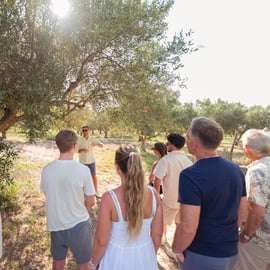 Balestrate: Tour degli oliveti con degustazione di vini e olio d'oliva