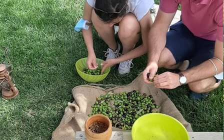 Partinico: Olive Harvest with Wine Tasting and Brunch