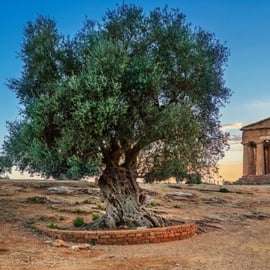 From Palermo: Valley of the Temples & Villa Romana Day Trip
