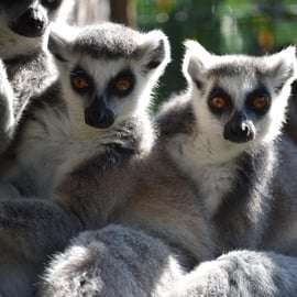 Carini : billet d'entrée au Bioparco di Sicilia