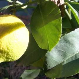 Palermo: Cooking and Limoncello Class