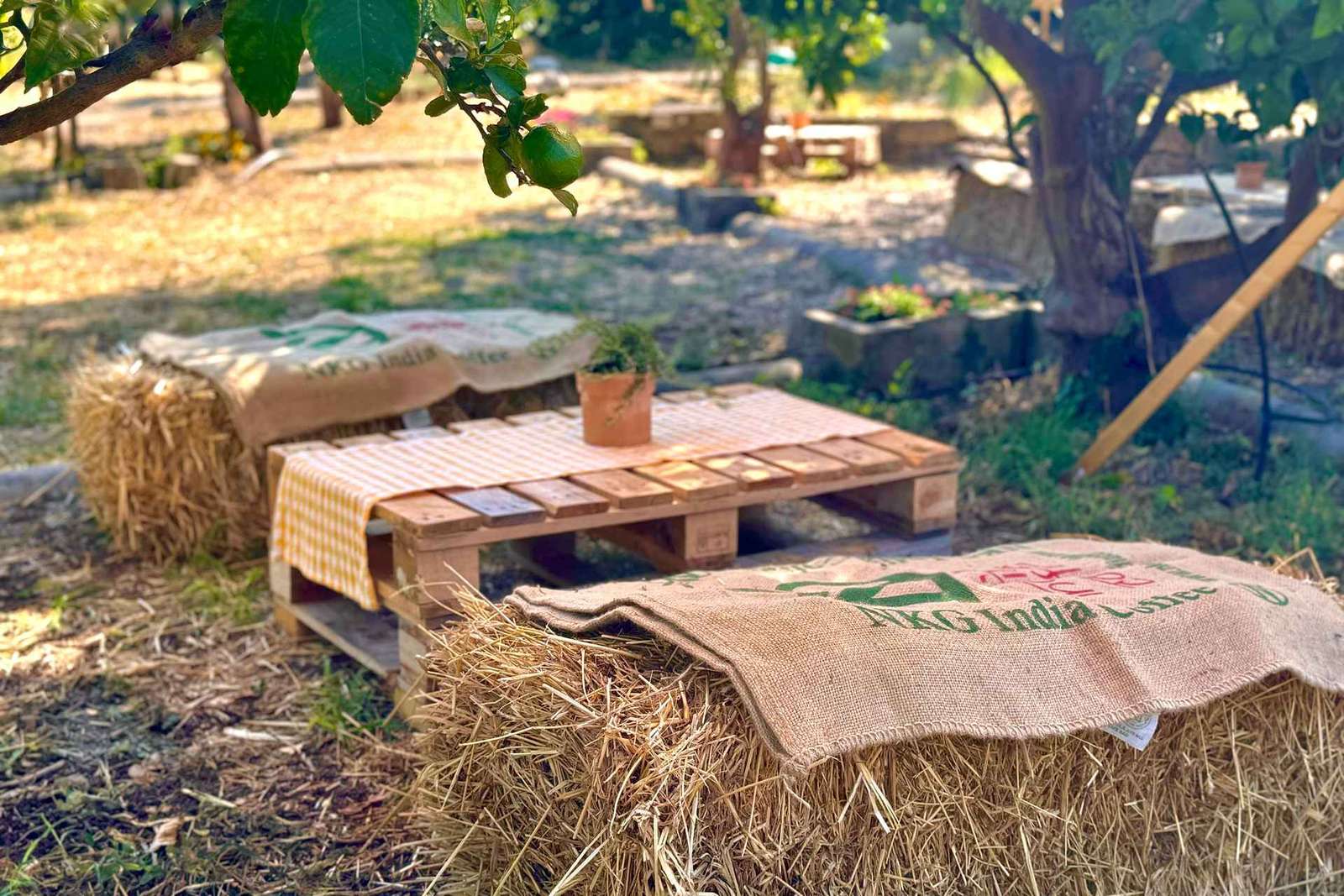 Likeurfabriek Palermo: citrusboomgaard en Jacli-proeverij