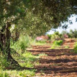 Partinico: Olive Harvest with Wine Tasting and Brunch