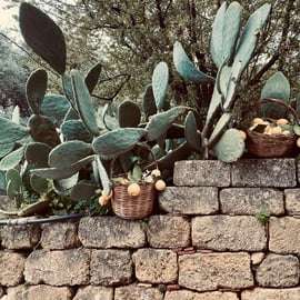 Limoncello-workshop Palermo met Siciliaanse barbecue