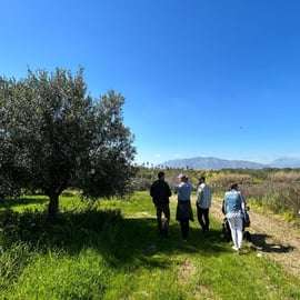 Balestrate: Tour degli oliveti con degustazione di vini e olio d'oliva